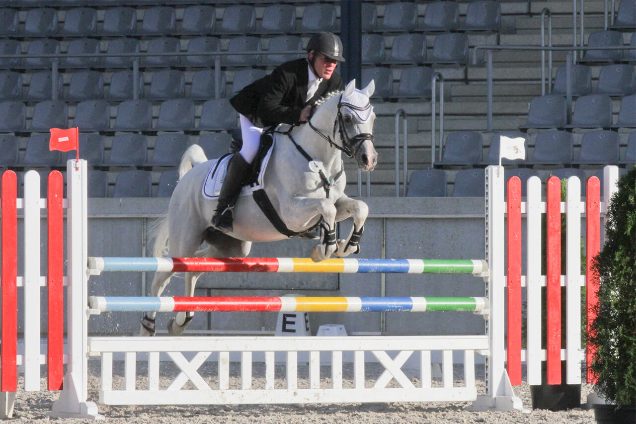 Arabisches Sportpferd