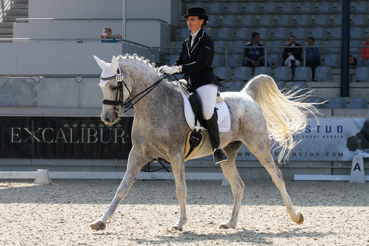 Arabisches Sportpferd