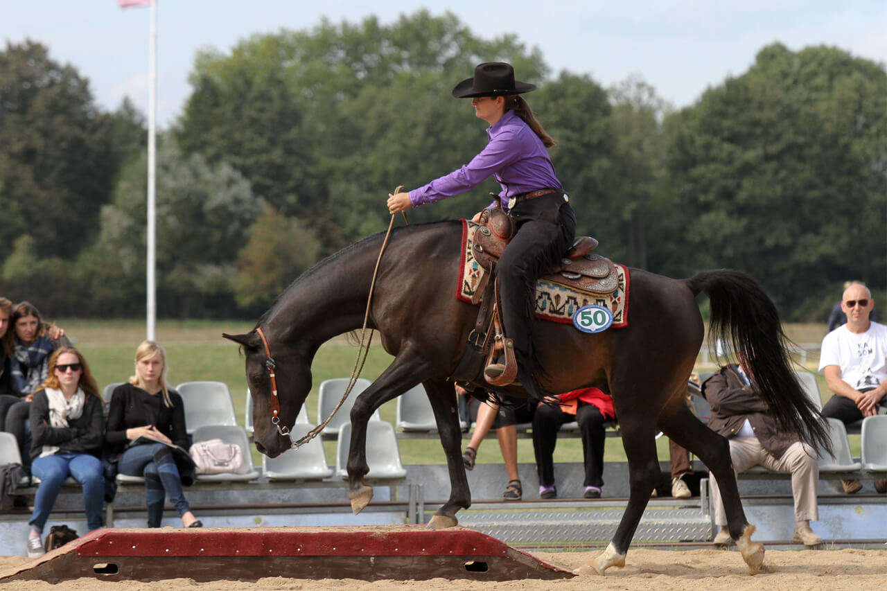 Arabisches Sportpferd